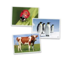 54 Fiches photos animaux pour jeux de langage