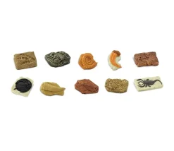 Anciens fossiles 4/5 cm - paléontologie 10 pièces