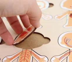 Corps humain découverte : 6 mini puzzles bois