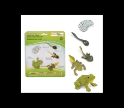 Cycle de la vie de la grenouille