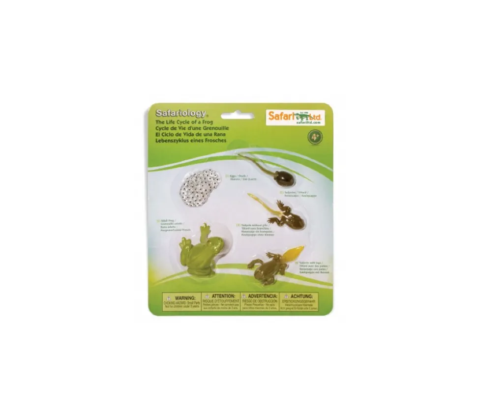 Cycle de la vie de la grenouille