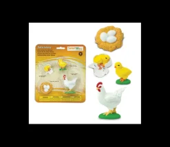 Cycle de la vie de l'oeuf à la poule