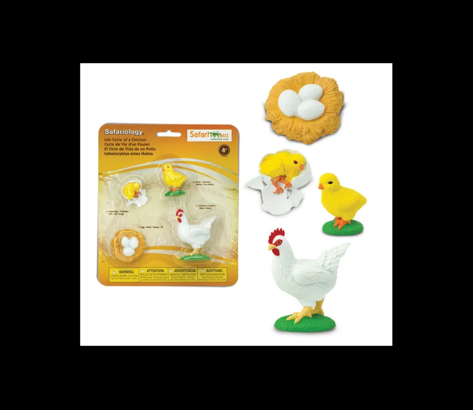 Cycle de la vie de l'oeuf à la poule