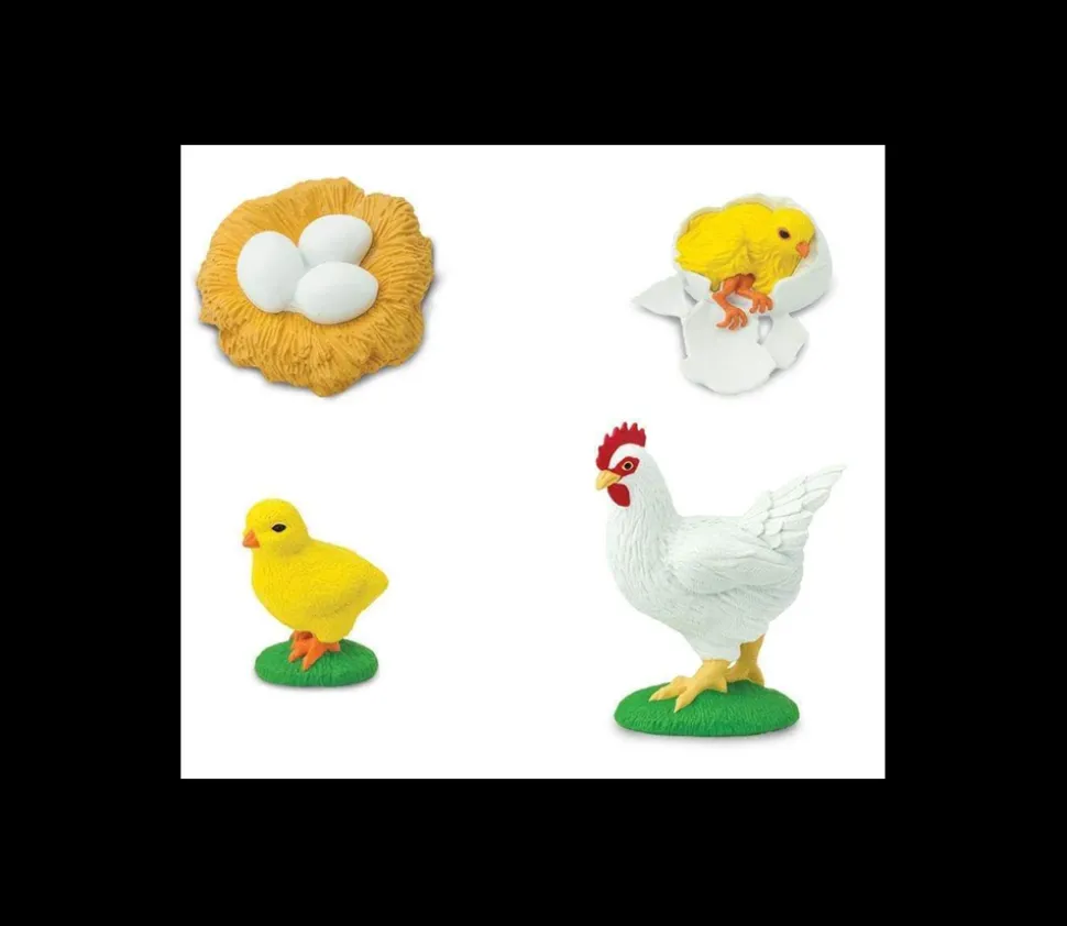 Cycle de la vie de l'oeuf à la poule