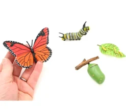 Cycle de la vie d'un papillon Monarque