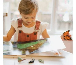 Cycle de la vie d'un papillon Monarque