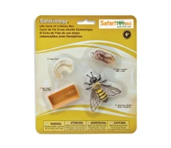 Cycle de la vie d'une abeille