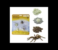 Cycle de la vie d'une araignée