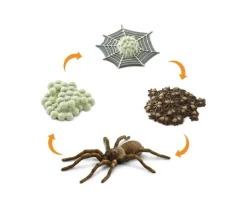 Cycle de la vie d'une araignée
