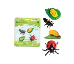 Cycle de la vie d'une coccinelle