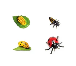 Cycle de la vie d'une coccinelle