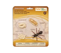 Cycle de la vie d'une fourmi