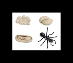 Cycle de la vie d'une fourmi