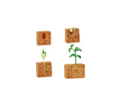 Cycle de la vie d'une graine de Haricot