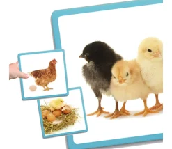 Cycle de vie - Maxi séquences nature - jeu