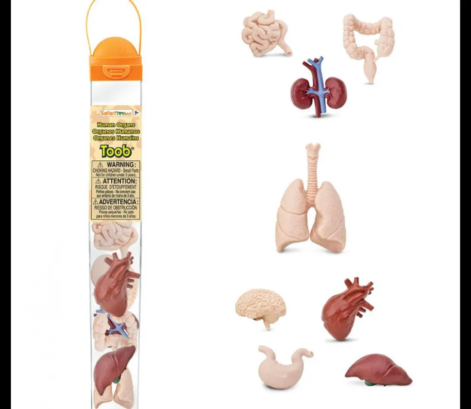 Organes Humains miniature environ 5 cm- tube de 8 pièces