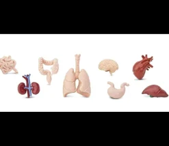 Organes Humains miniature environ 5 cm- tube de 8 pièces