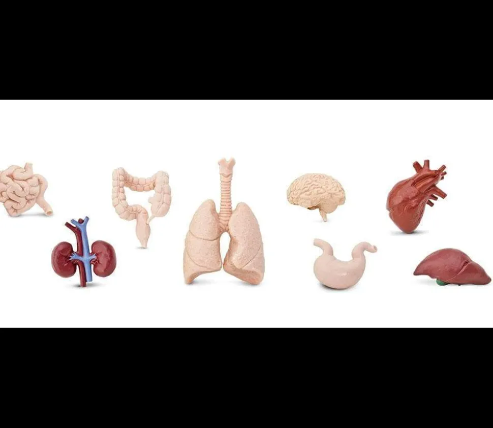 Organes Humains miniature environ 5 cm- tube de 8 pièces