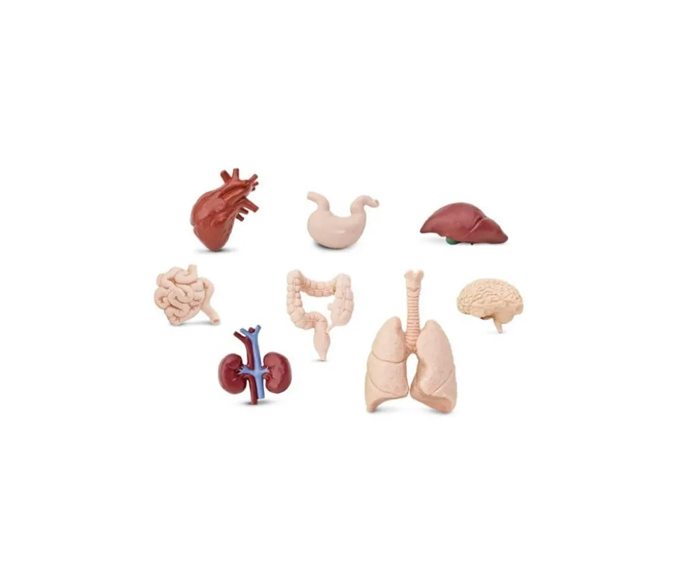 Organes Humains miniature environ 5 cm- tube de 8 pièces