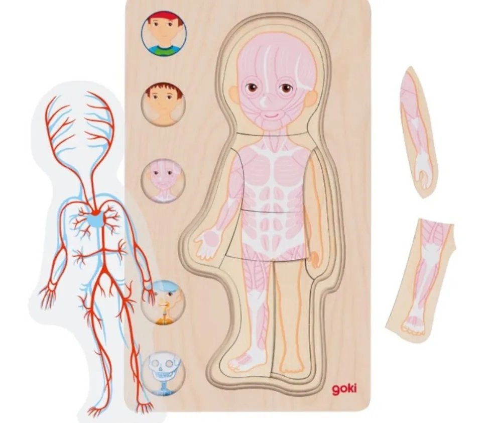 Puzzle corps Humain garçon - 5 puzzles bois à étage anatomie