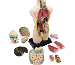 Set anatomie : Découverte du corps humain 50 cm