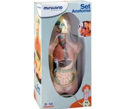 Set anatomie : Découverte du corps humain 50 cm